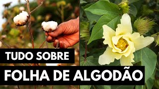 FOLHA DE ALGODÃO A VERDADE SOBRE ESSA PLANTA [upl. by Ker120]