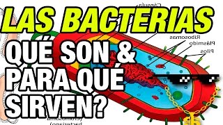 Qué son las Bacterias y cual es su utilidad e importancia [upl. by Torrance]