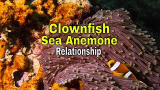 Clownfish Sea Anemone Relationship [upl. by Terrilyn]