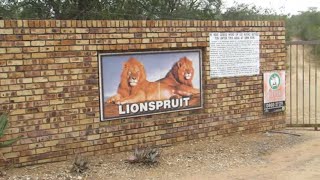 The Stunning Lionspruit Nature Reserve In Marloth Park  South Africa  Kruger National Park [upl. by Ramak383]