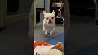 RYMANS UPSET flashback shorts of EmmyLew viralvideo frenchbulldog dog trending viralvideo me [upl. by Aehsel]