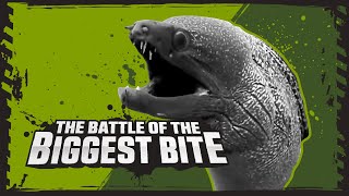 Saltwater Crocodile Vs Moray Eel  Deadly Animal Showdowns  BBC Earth Kids [upl. by Amy]