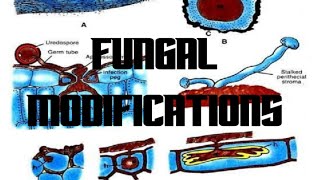 fungal modificationsfungal modificationsappressoriumrhizoidsstromahaustoria [upl. by Relyuhcs401]