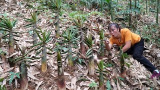 Single Mom Harvesting ant eggs  picking bamboo shoots to sell at the market  Tương Thị Mai [upl. by Emilee]