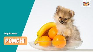 Pomchi A Pet Parents Guide To The Pomeranian Chihuahua Mix [upl. by Ullman]