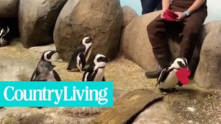 Penguins At This California Aquarium Had the Cutest Valentines Day  Country Living [upl. by Johnny138]