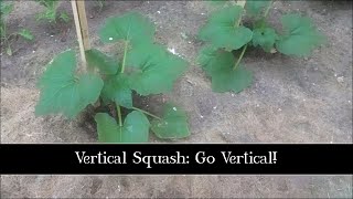 Vertical Squash Go Vertical [upl. by Hamal]