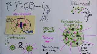 Building a synthetic centrosome [upl. by Slinkman]