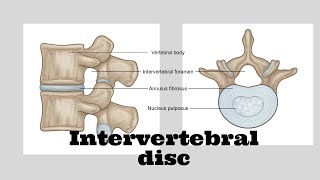 Intervertebral disc [upl. by Robinet608]