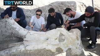 Mammoth Fossil 75Myearold remains discovered in Turkey [upl. by Slade667]