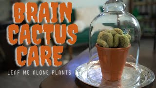 Brain Cactus Mammillaria elongata ‘Cristata Plant Care Guide [upl. by Mowbray]