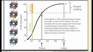 Respiratory Physiology Part 3 [upl. by Mahau817]