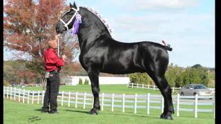 Windermere Farms Percherons Promotional Video [upl. by Halverson]