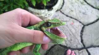 Cuban Knight Anole Lizard Caught [upl. by Silver502]