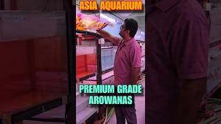 Premium Grade Arowana Fish [upl. by Enimzaj]