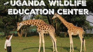 The Uganda Wildlife Education Center [upl. by Atteynod]