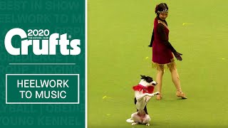 International Freestyle Heelwork To Music  Part 2  Crufts 2020 [upl. by Wicks416]