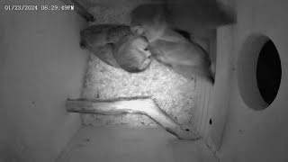 Owlcam Northern sawwhet owls fluffing bedding Jan 23 2024 [upl. by Eentirb539]