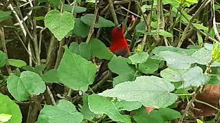 Meet Singapores National Bird the Crimson Sunbird at the Singapore Zoo [upl. by Savadove]