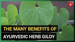 The Many Benefits of Giloy Ayurvedic Herb [upl. by Eseerehc]