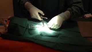 Behind the scenes in our Veterinary Surgical Theatre Desexing a male dog neutering [upl. by Irreg]