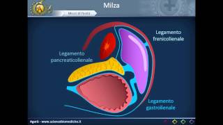 Apparato cardiocircolatorio 33 Milza [upl. by Na]