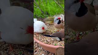 White Zebra Finch eating seeds with other finches in Bird Aviary [upl. by Schiff]