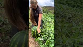 Veja  aves vidanaroça pisciculturabrasil agro humor piscicultura vidanocampo [upl. by Risay]