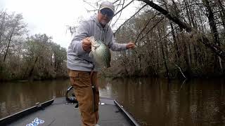 Giant North Florida Creek Crappie Big Crappie Fishing [upl. by Benkley731]