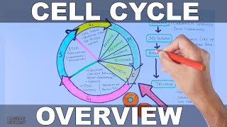 Cell Cycle  Overview [upl. by Heyra]