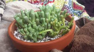 Baby Toes Fenestraria Rhopalophylla Care Part 1 [upl. by Iris]