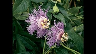 Growing the Hardy Maypop Passion Flower [upl. by Bridges]