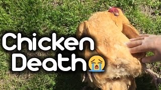 Chicken Death  Egg Bound [upl. by Crispas944]