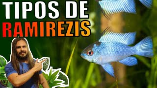 🔴TOP 5 TIPOS DE RAMIREZIS Mr Betta [upl. by Niltyak]