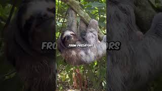 How Sloths Survive Slowly shortsvideo animals foryou sloth [upl. by Gnut]