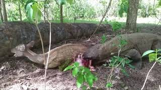 Komodo dragon predation コモドドラゴン捕食 科莫多巨蜥捕食 [upl. by Tomaso]