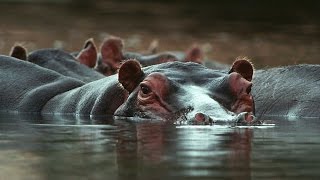 Grandes documentales  Guerra territorial leones e hipopótamos [upl. by Heid]