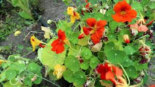 HOW TO EAT NASTURTIUMS QUICK TIPS [upl. by Ardnaid]