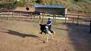 Ostrich riding in Africa [upl. by Dillon]