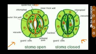 Stomata  opening and closing of stomata  Life processes class 10  Unite for knowledge [upl. by Sholley155]