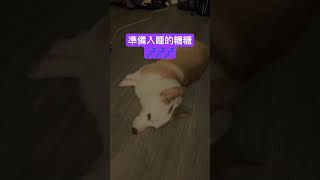 已經準備要睡覺的糖糖💤晚安好好睡 可愛い 柯基犬 柯基控 pets corgilove corgi 寵物 晚安曲 晚安 夢 [upl. by Aimerej243]