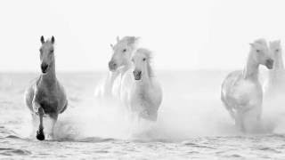 Horses of the Camargue [upl. by Cordle597]