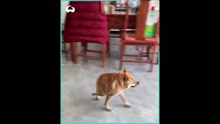 Beautiful Dog With Short Spine Syndrome Just Wants To Run Around [upl. by Janik]