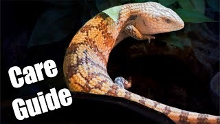 Blue Tongue Skink Care Guide  Irian Jaya [upl. by Styles287]