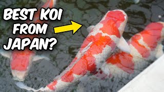 Tour Through WORLDS MOST FAMOUS Koi Farm [upl. by Esertak]