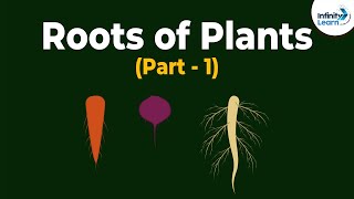 Roots of Plants  Morphology of Flowering Plants  Plant Morphology  Dont Memorise [upl. by Anoiek]