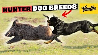 These Are 10 Best Hunting Dog Breeds [upl. by Gwen]