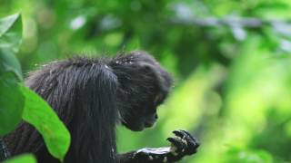 El Trapecista de la Selva El Mono Araña [upl. by Zora]