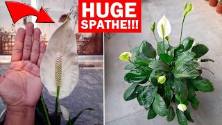 Peace Lily Plant CARE 101  My TIPS To Get MORE Flowers [upl. by Nabroc]