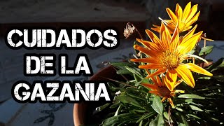 Como CULTIVAR GAZANIAS y tenerlas increíbles Cuidados De La GAZANIA [upl. by Odella]